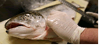 Preparing fish