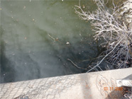 Hole cut into chain link fence drops down to water on water edge of Smith Canal - Date of 03.11.2020 shows at the bottom of the photo