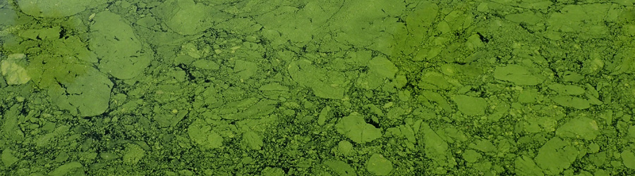 photograph of algal blooms