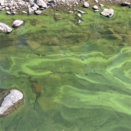 photograph of Cyanobacteria bloom at Lake Britton, 2017