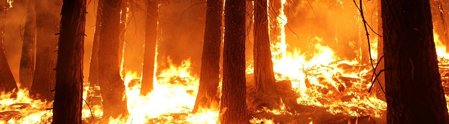 Pine trees and forest burning