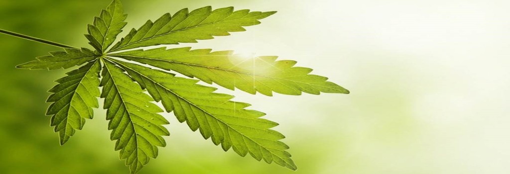 Cannabis Program Header
