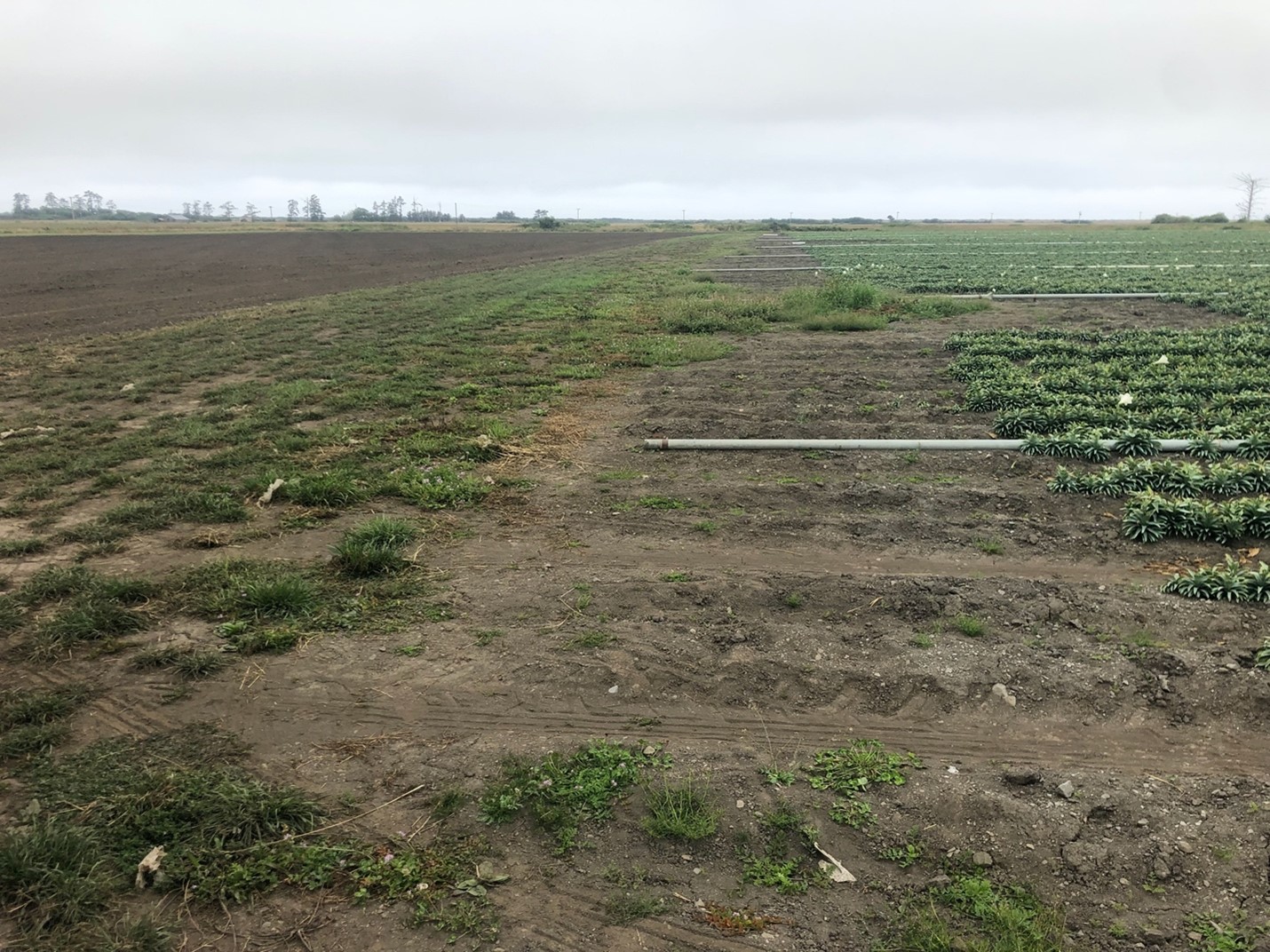 Two lily fields with a grass filter strip between them. The field on the right has full grown lilies and the field on the left is bare dirt being prepped for next years' crop.