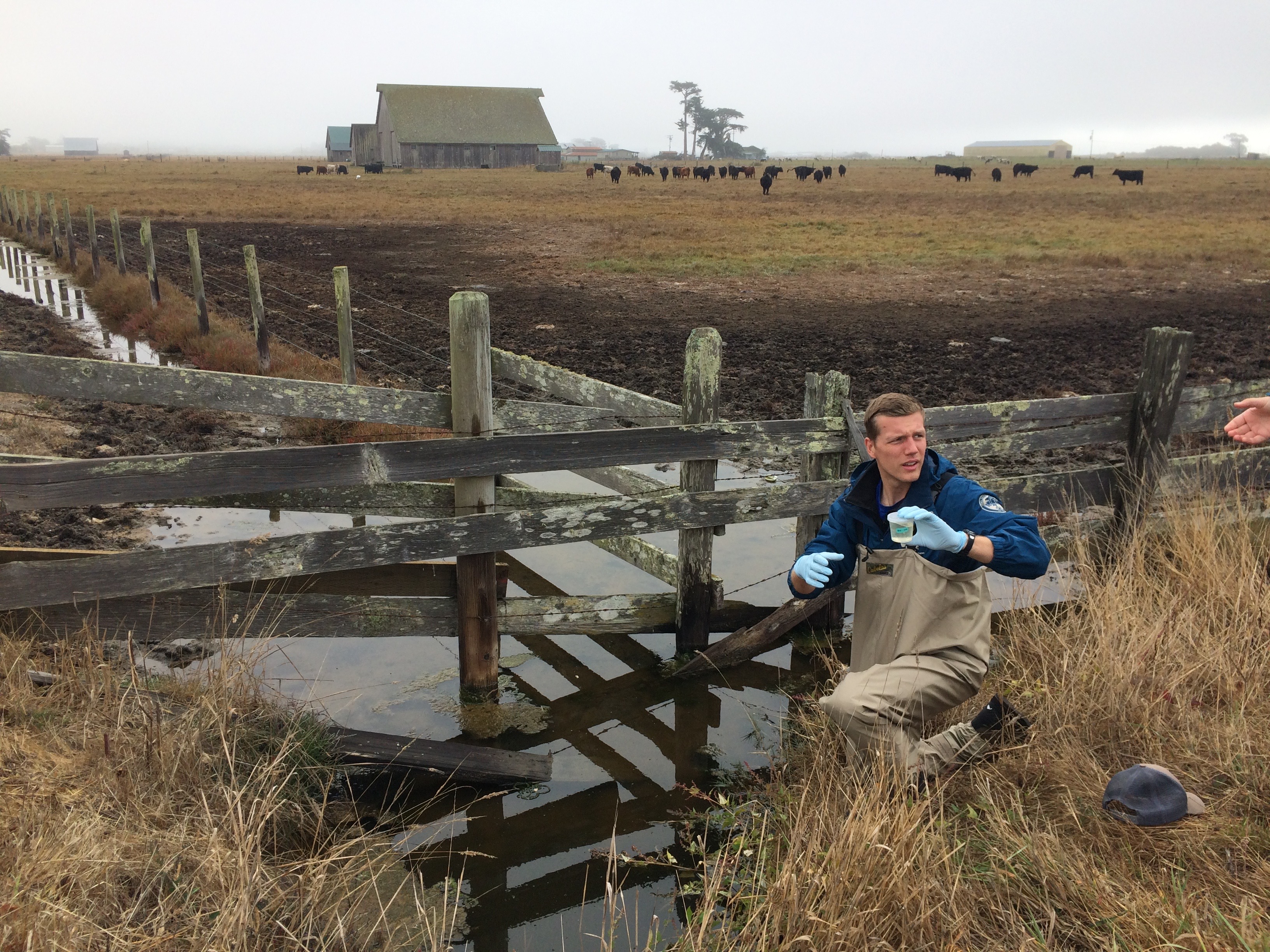 member of the Watershed Stewardship Program, collecting water samples  from cattle pasture runoff. Photo credit Jennifer Kalt of Humboldt Baykeeper