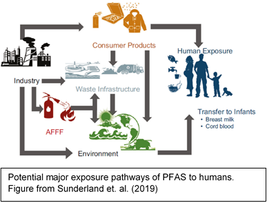 Potential major exposure pathways of PFAS to humans. Figure from Sunderland et. al. (2019)
