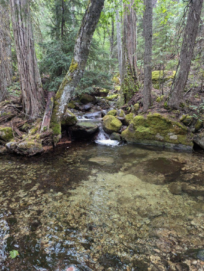 The territory being purchased encompasses the headwaters of various tributaries to the Scott River in Siskiyou County in the Klamath River Basin. Credit: Trust for Public Land. Image of Scott’s River tributary