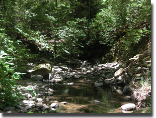 View of Ritchey Creek (tributary to Napa River) showing healthy conditions