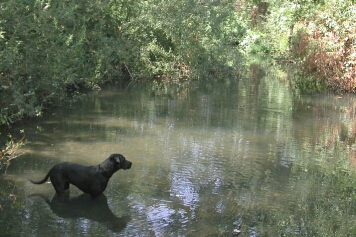 big dog wading in creek