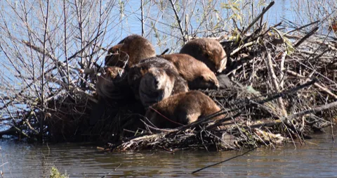 American beaver at Mather Lake
