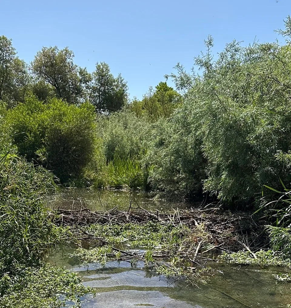 Beaver-made dam in the Salinas River
