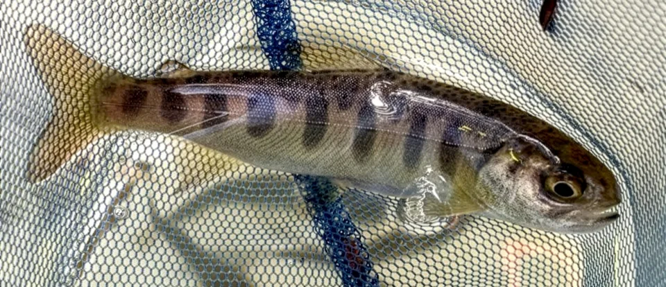 A juvenile coho salmon in a net. Credit: California Department of Fish and Wildlife