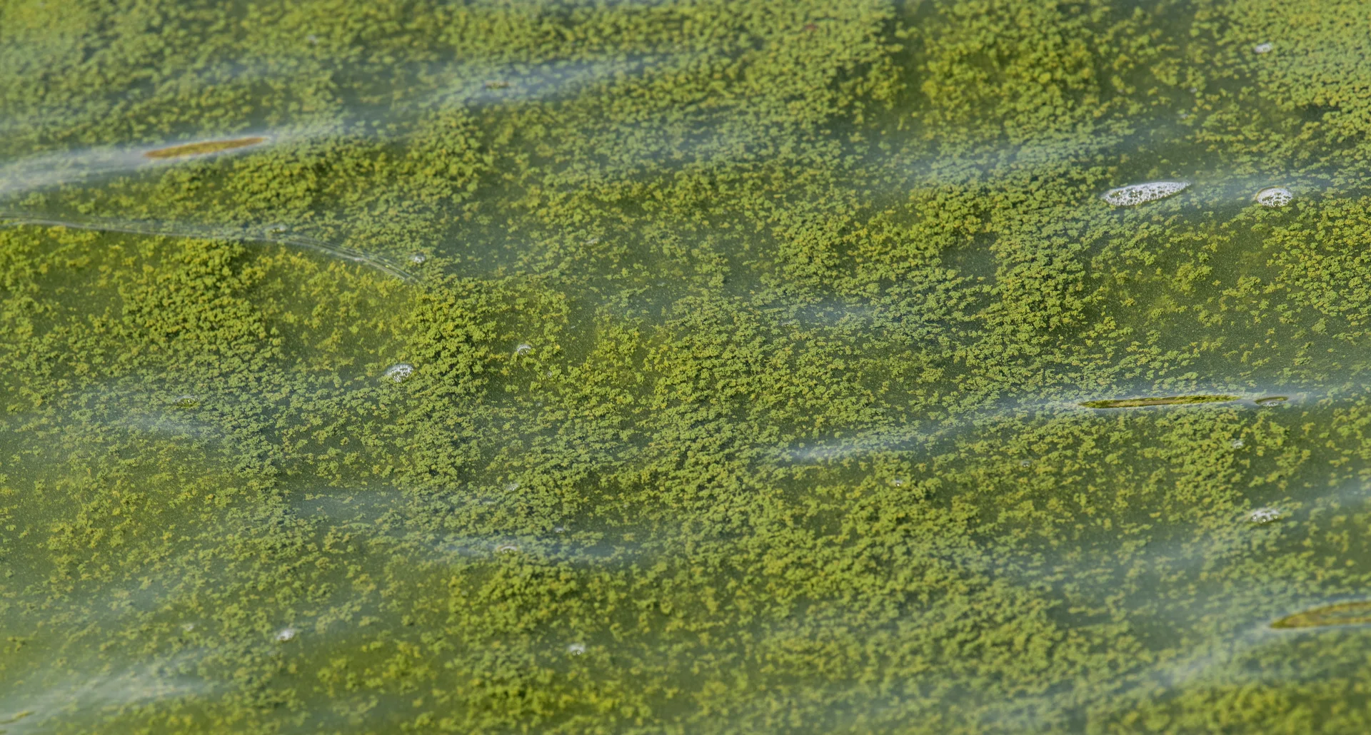 Green harmful algal blooms floating in San Luis Lake