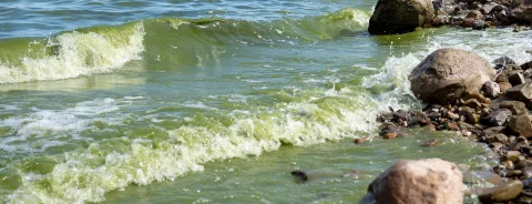 Small green waves hit the shore with harmful algal blooms in San Luis Lake