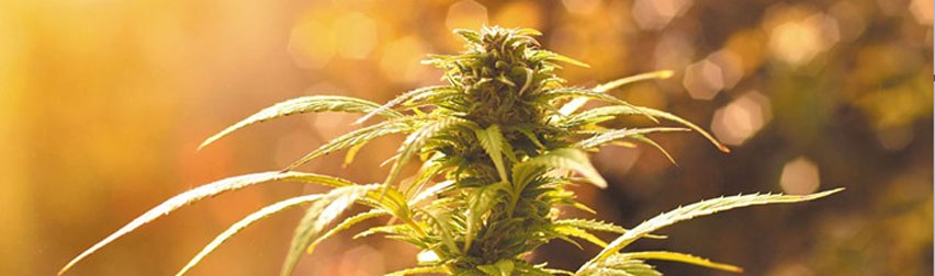 Cannabis Cultivation Program