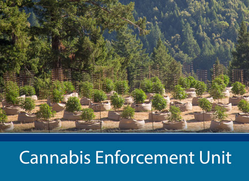 Cannabis Enforcement Unit page
