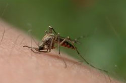Picture of Mosquito on arm.